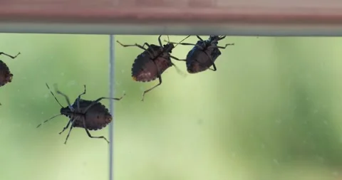 Stink bugs closeup on the window | Stock Video | Pond5