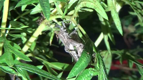 Stink bugs on flower plants Stock Footage 292211435