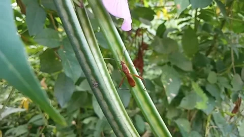 Stink bugs 스톡 동영상 241376285