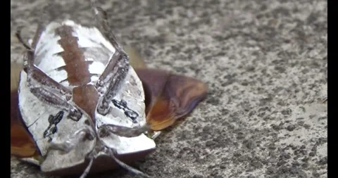 Stink bugs on leaves Stock Footage 303785211