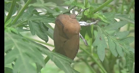 Stink bugs on leaves Stock Footage 303785222