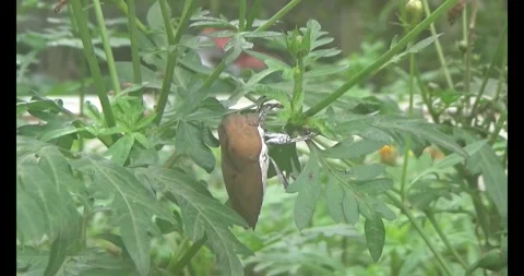 Stink bugs on leaves Stock Footage 303785226