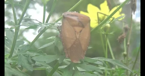 Stink bugs on leaves Stock Footage 303785228