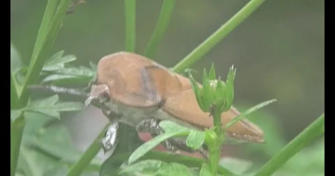 Stink bugs on leaves Stock Footage 303785232