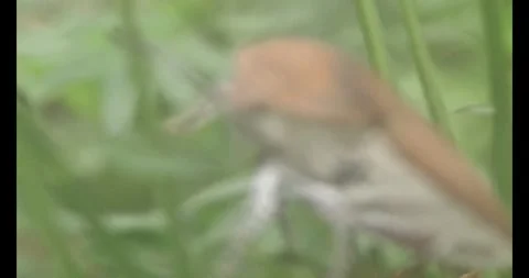 Stink bugs on leaves Stock Footage 303785233