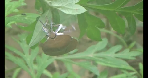 Stink bugs on leaves Stock Footage 303785234