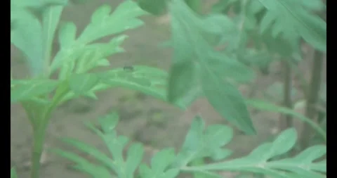 Stink bugs on leaves Stock Footage 303785237