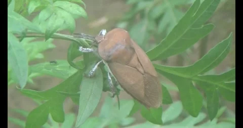 Stink bugs on leaves Stock Footage 303785238