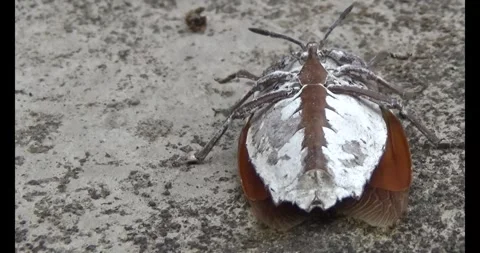 Stink bugs on leaves Stock Footage 303785244
