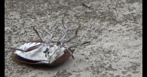 Stink bugs on leaves Stock Footage 303785246