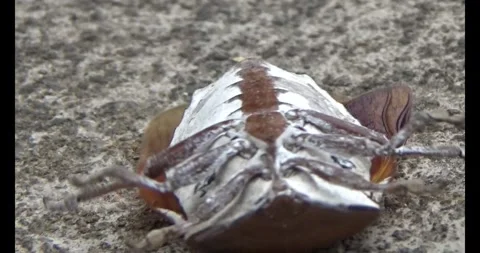 Stink bugs on leaves Stock Footage 303785249