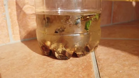 Stink Bugs Moving And Floating In A Plastic Bottle Trap With Solution - Vídeos de archivo 142490088
