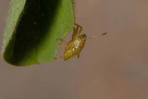 Stink Bugs Nymph Stock Photos
