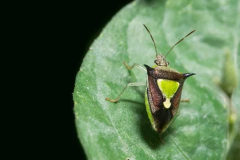 STINK BUGS Stock Photos