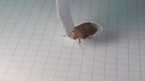 Stink Bugs on piece of paper, close up shot. (Pentatomidae) Stock Footage 269492586