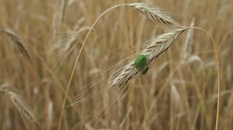 Stink bugs on a wheat spike Stock Footage 32454425
