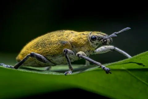 Stink Insect Stock Photos
