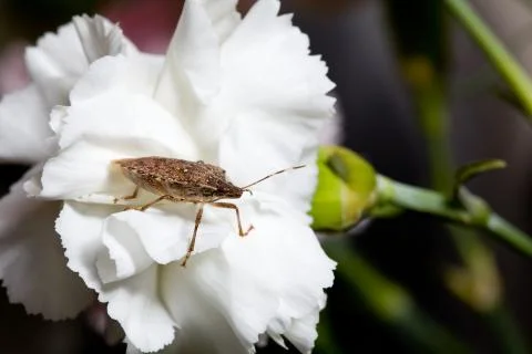 Stink or shield bug on carnation Foto stock