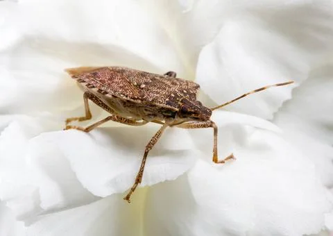 Stink or shield bug on carnation Stink bug or shield marmorated insect lan... Foto stock
