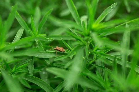 A stinkbug beetle bug sits on grass leaves Stock Photos