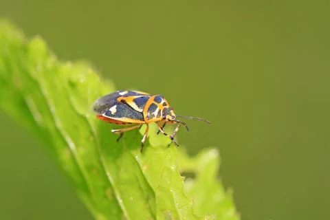 Stinkbug on green leaf Stock Photos