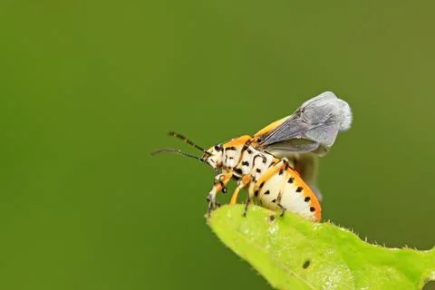 Stinkbug on green leaf Stock Photos