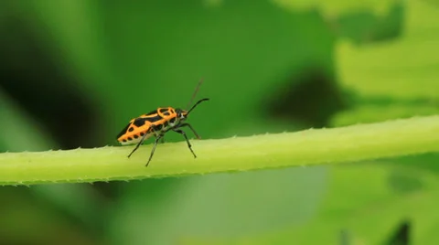 Stinkbug on green leaf in the wild natural state Stock Footage 27389991
