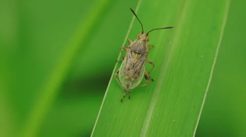 Stinkbug on green leaf in the wild natural state Stock Footage 27390118