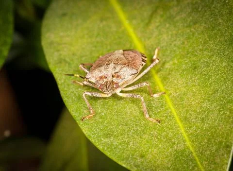 Stinkbug or shield bug on leaf of plant Macro shot of stinkbug or shield b... Stock Photos