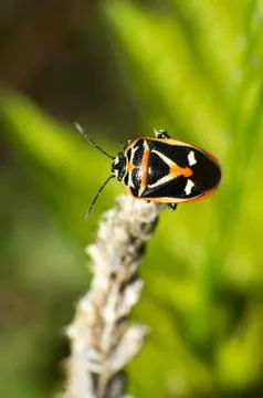 Stinkbug Stock Photos