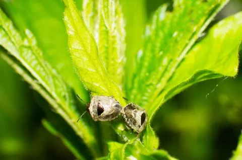 Stinkbug Stock Photos