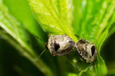 Stinkbug Stock Photos
