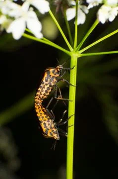Stinkbug Stock Photos