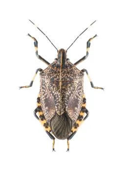 Stinkbug Stock Photos