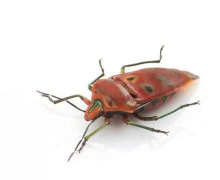 Stinkbug Stock Photos
