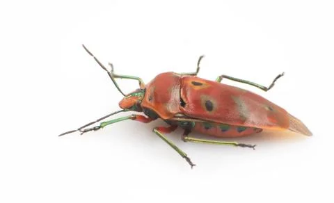 Stinkbug Stock Photos