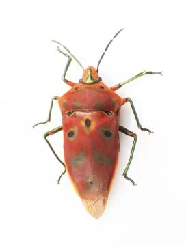 Stinkbug Stock Photos