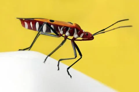 Stinkbug Stock Photos