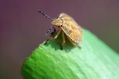 Stinkbug Stock Photos
