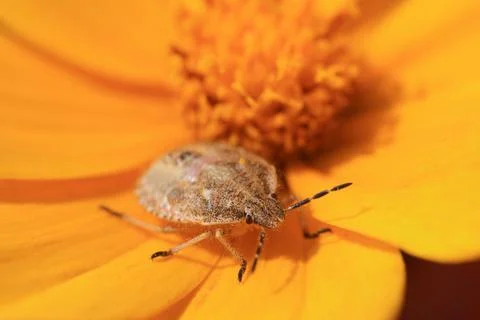 Stinkbug Stock Photos