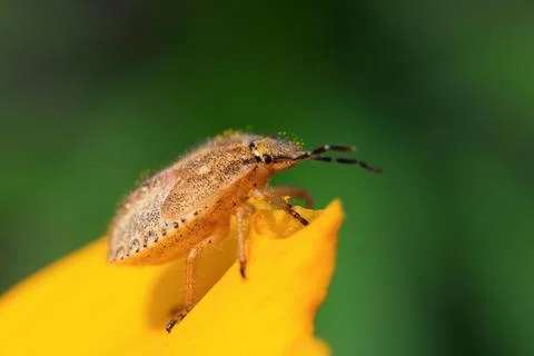 Stinkbug Stock Photos