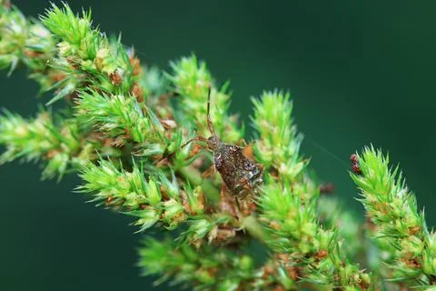 Stinkbug on plant leaves in nature, North China Plain Stock Photos