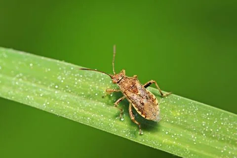 Stinkbug on plant Stock Photos