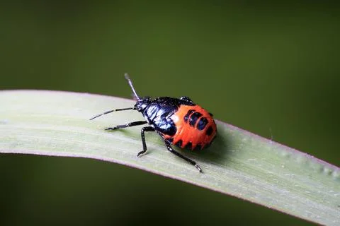 Stinkbug on plant Stock Photos