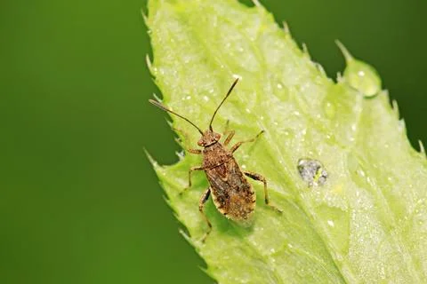 Stinkbug on plant Stock Photos