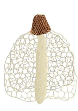 Stinkhorn Stock Illustration