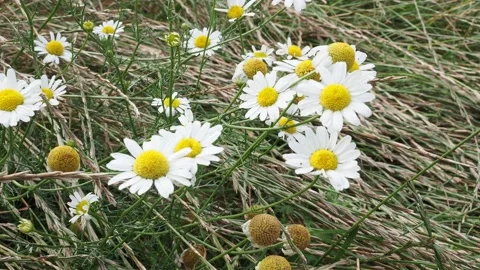 Stinking chamomile (Anthemis cotula) white and yellow flowers 스톡 동영상 202212533