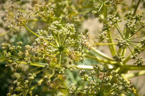 Stinking ferula 스톡 사진