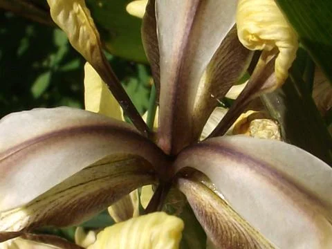 Stinking Iris Flower Stock Photos