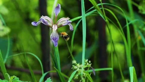 Stinking Iris flower is visited by a bumble bee 動画素材 132485586
